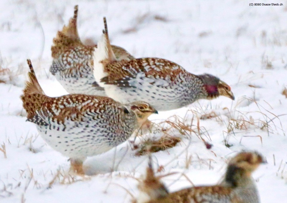 Sharp-tailed grouse.jpg